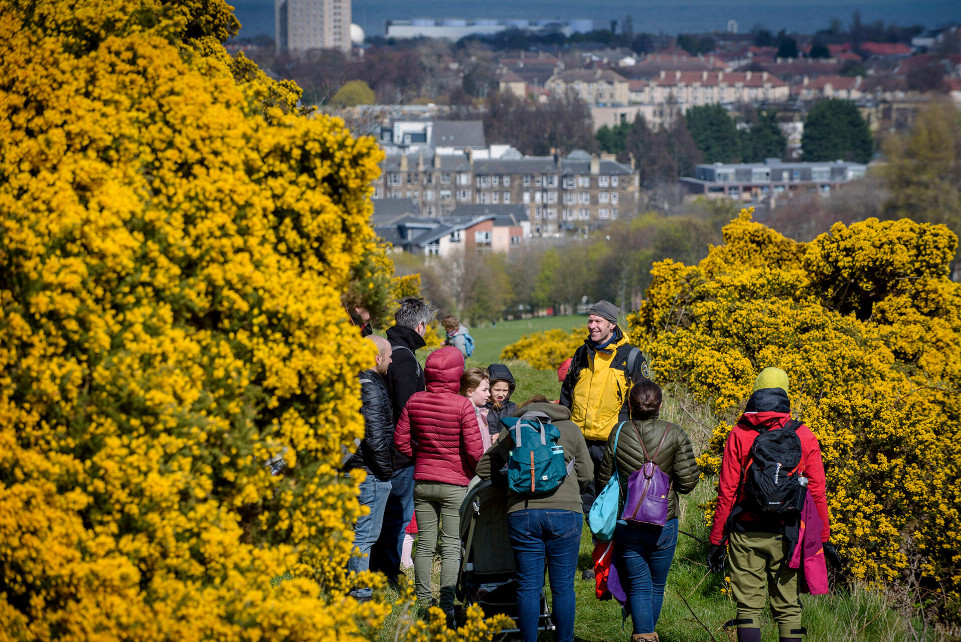 Photo of a group of tourists standing in a group, paying attention to their group leader. The tourists are surrounded by blooming gorse bushes.