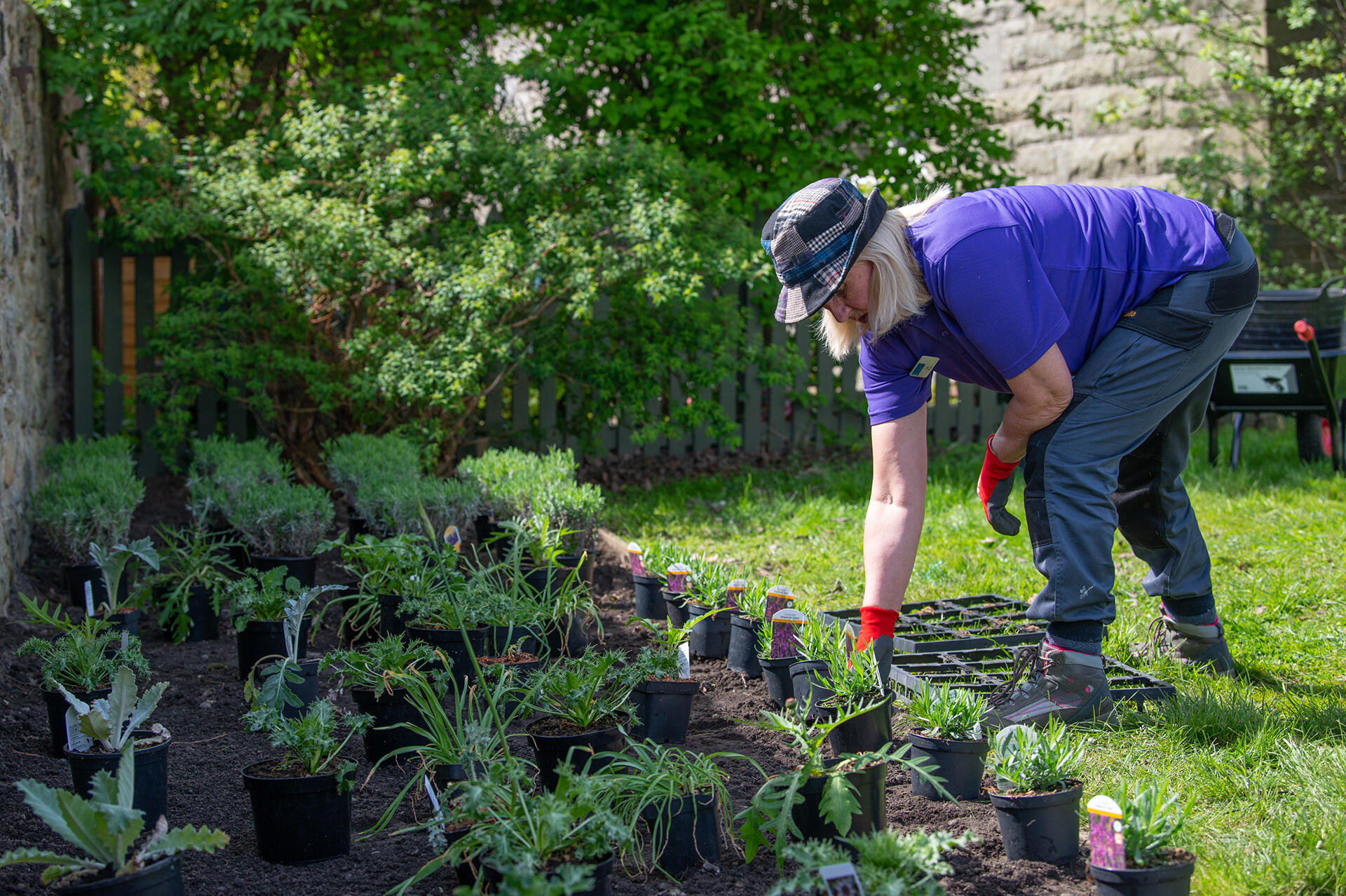 Photo of a white woman in a large garden, inspecting a series of plants in pots ready to be planted into a nearby area of bare soil.